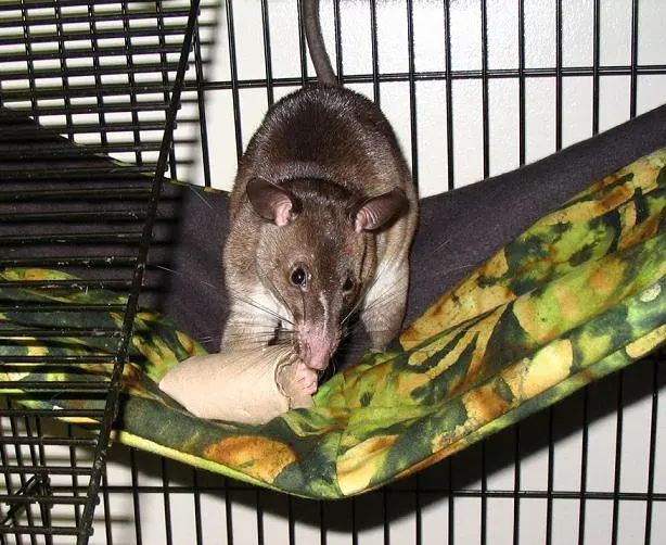 The Pouched rat card
