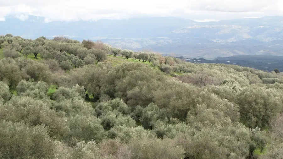 La carte Filandari