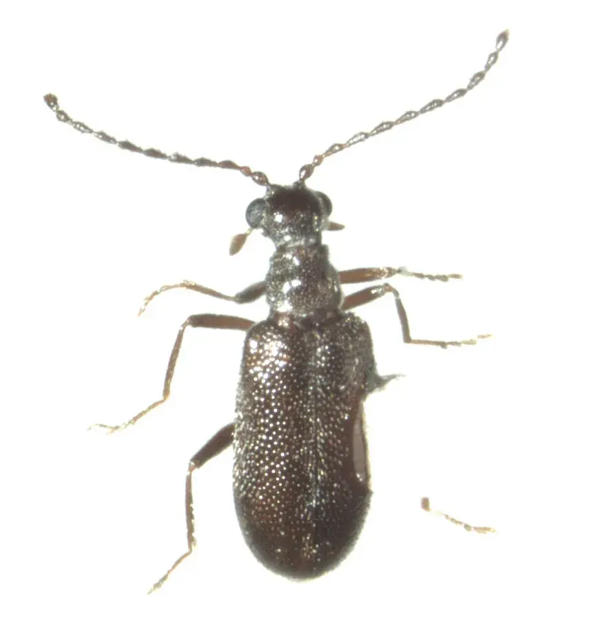 La carte Aderidae