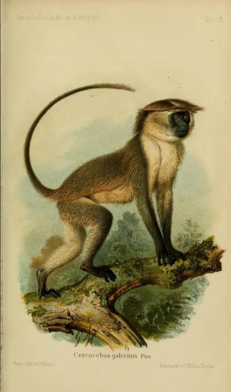 La carte Mangabey de la Tana
