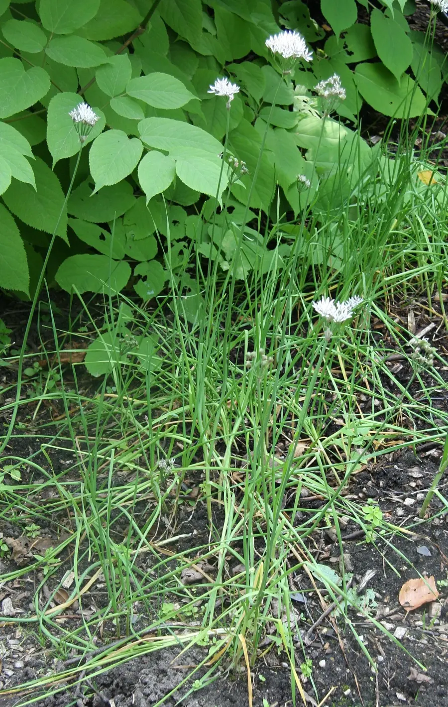 La carte Allium ramosum