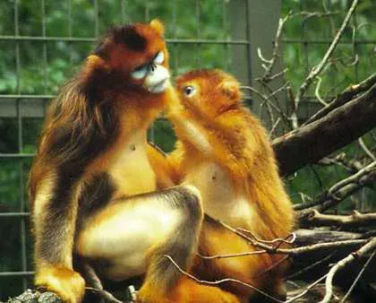 La carte Rhinopithecus