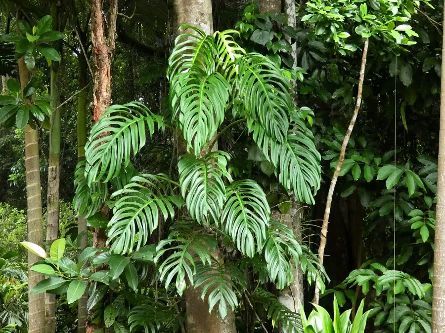 The Epipremnum pinnatum card