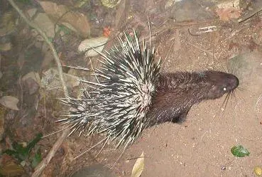 La carte Hystrix brachyura