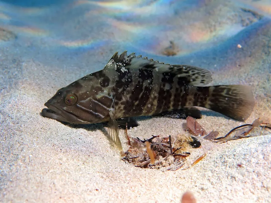 La carte Epinephelus aeneus