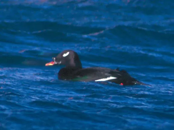 The Stejneger's scoter card
