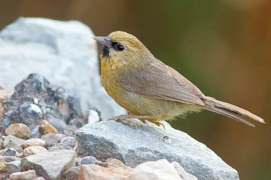 The Black-chinned babbler card