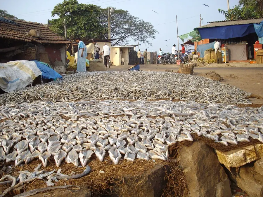 The Food drying card