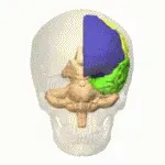 The Cerebral hemisphere card