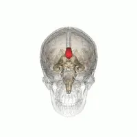 The Split-brain card