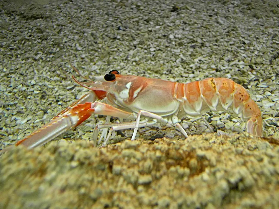 La carte Langoustine commune