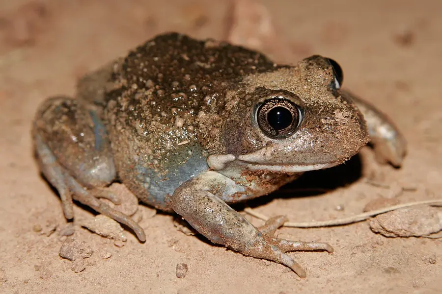 La carte Limnodynastidae