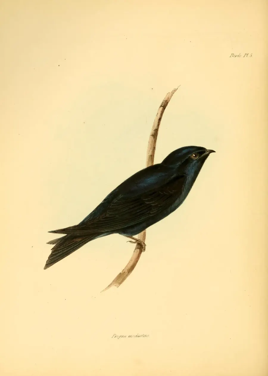 The Galápagos martin card