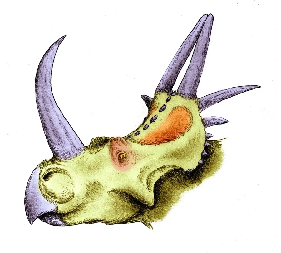 The Rubeosaurus card