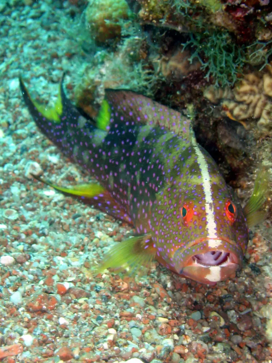 La carte Epinephelinae