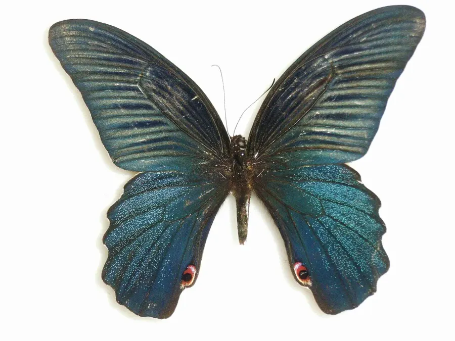La carte Papilio protenor