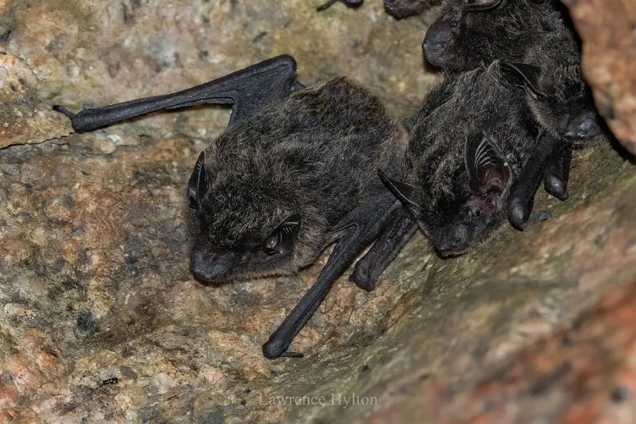 The Chinese pipistrelle card