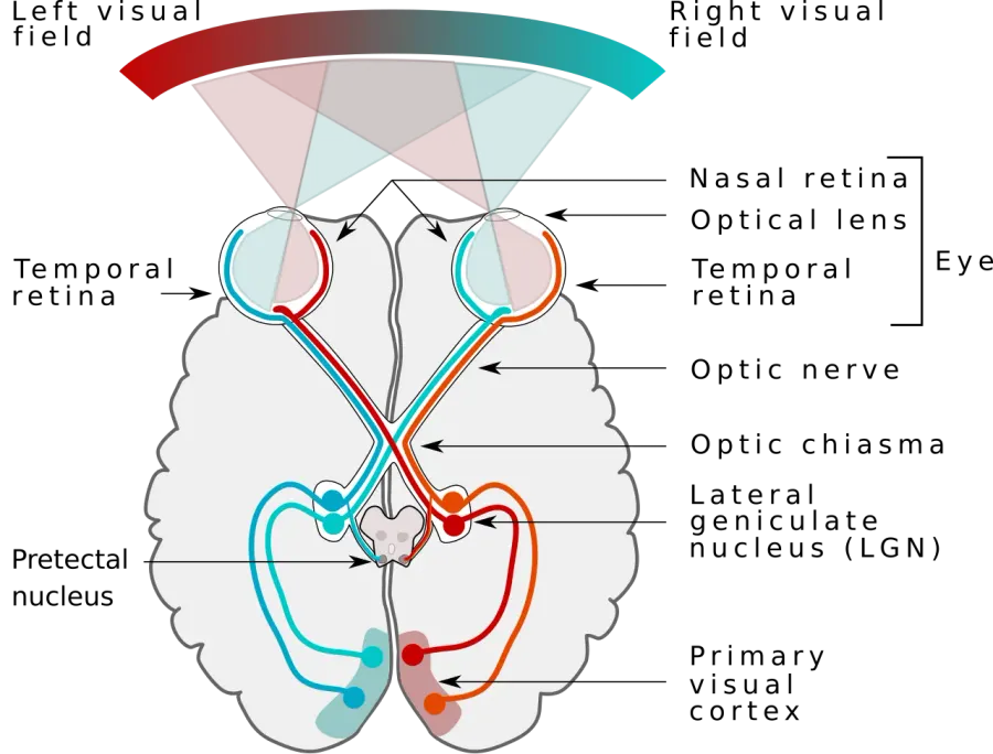 The Visual system card