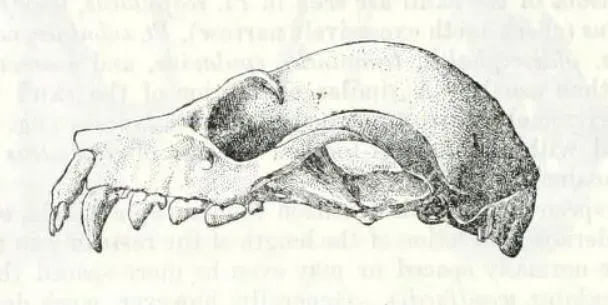 La carte Pteropus anetianus