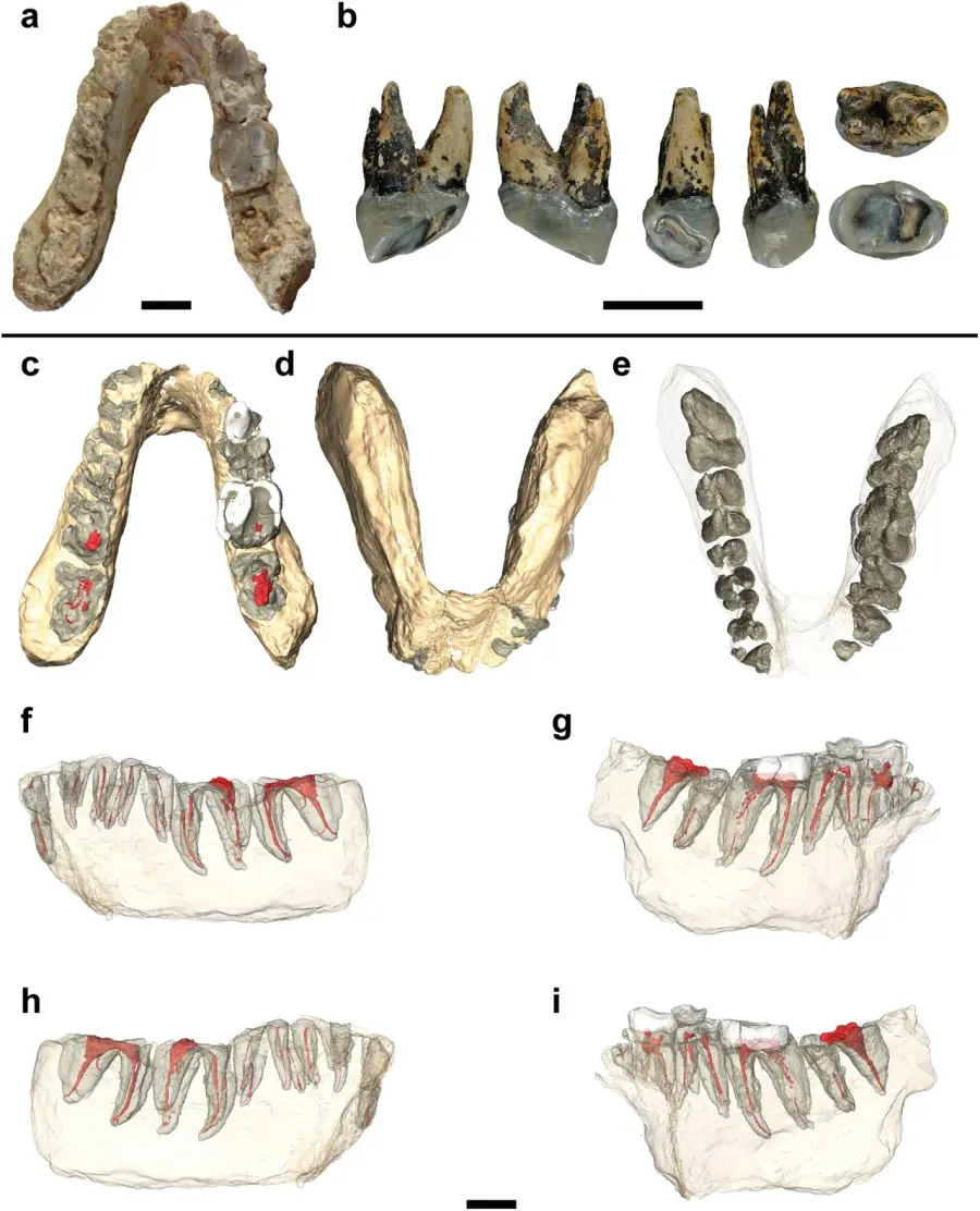 The Graecopithecus card