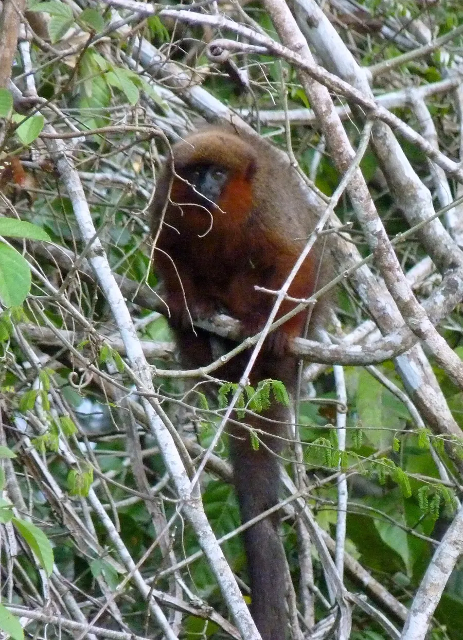 The Madidi titi monkey card