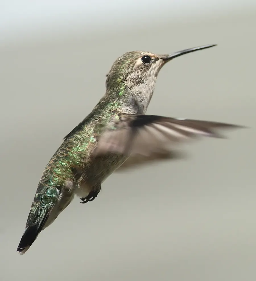 La carte Colibri d'Anna