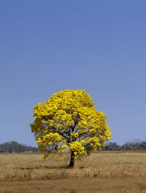 La carte Handroanthus