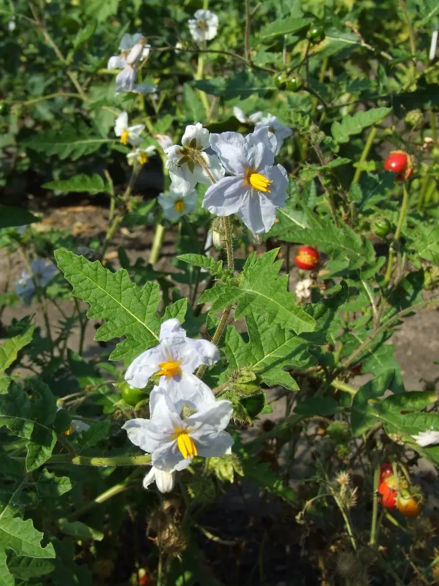 The Solanum sisymbriifolium card