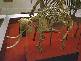 La carte Éléphant nain