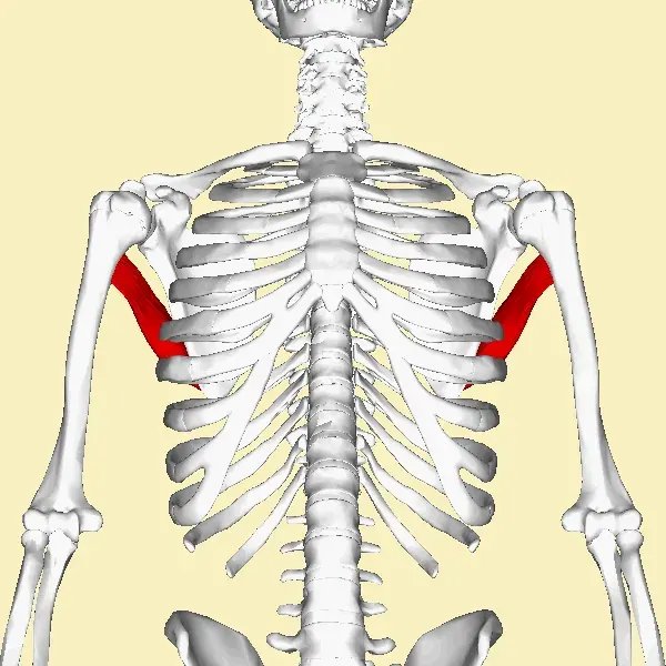 La carte Muscle grand rond