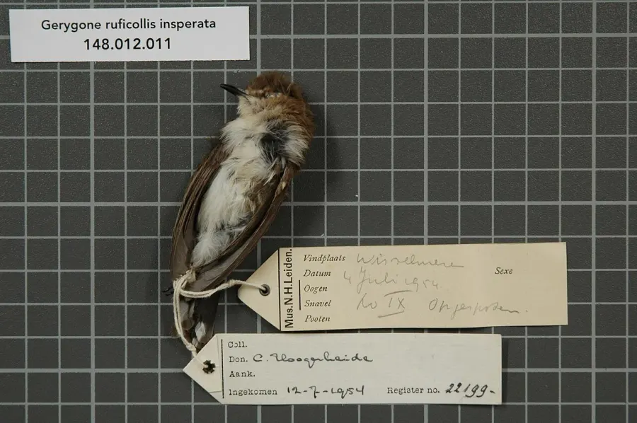 The Brown-breasted gerygone card