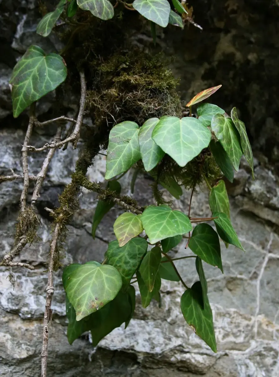 The Hedera colchica card