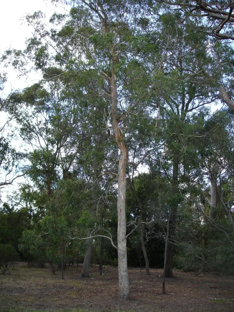 La carte Eucalyptus rudis