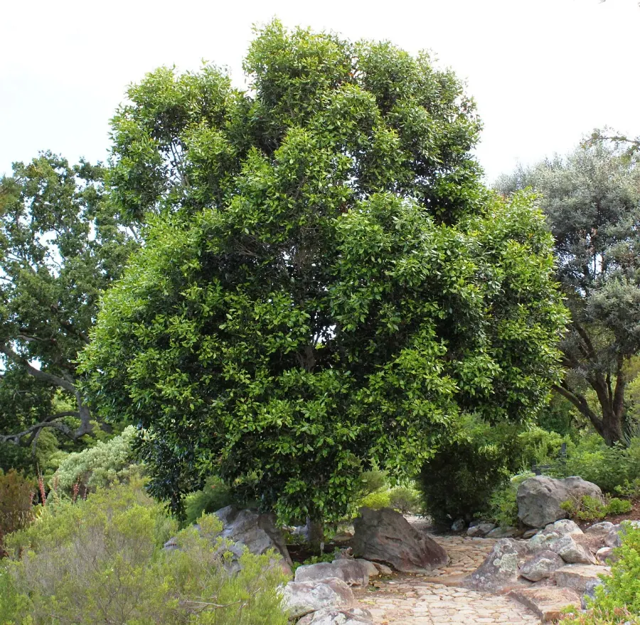 The Olea capensis card