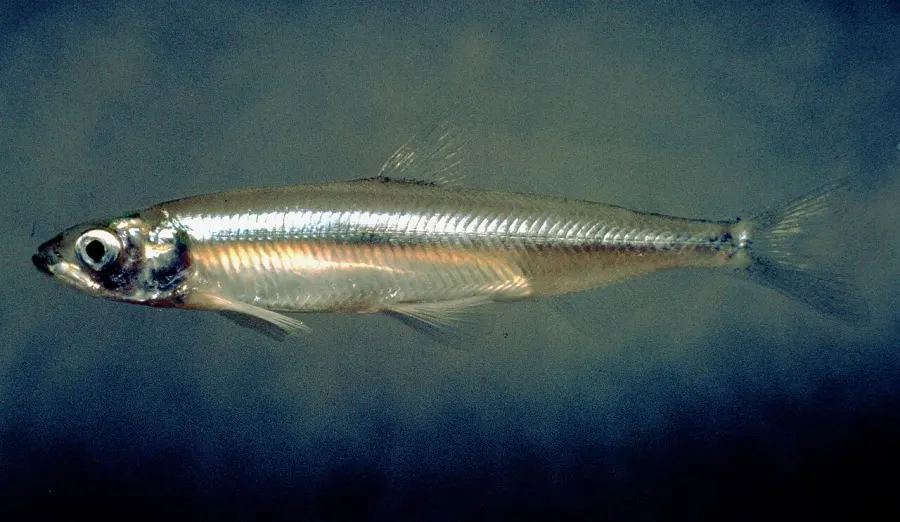 La carte Osmeriformes