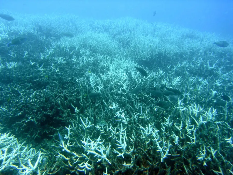 The Coral bleaching card