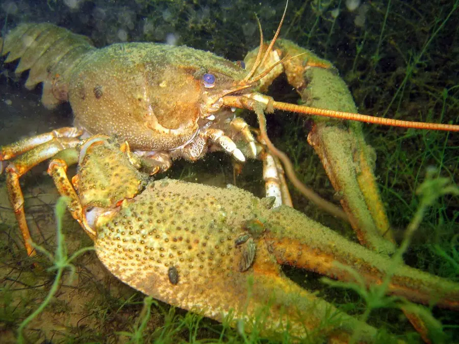 The Astacus leptodactylus card