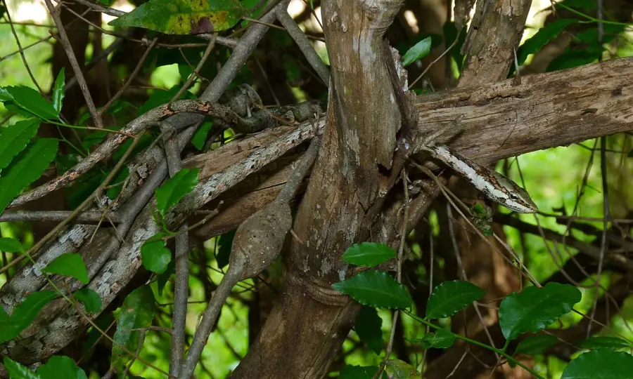 The Savanna vine snake card