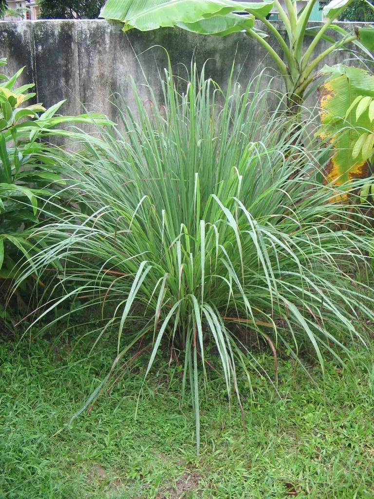 The Cymbopogon card