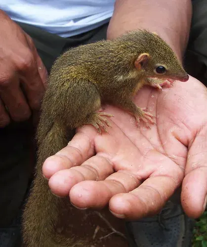 The Horsfield's treeshrew card