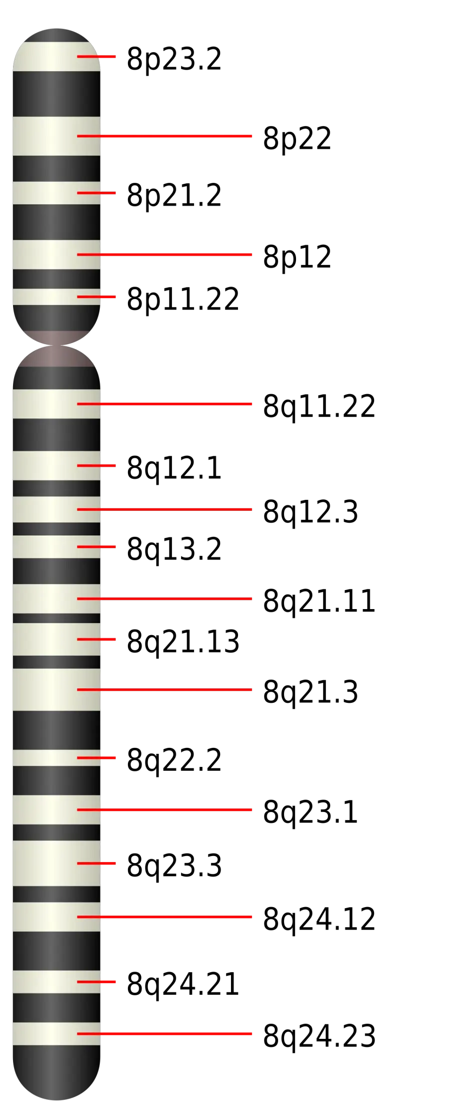 La carte Chromosome 8 humain