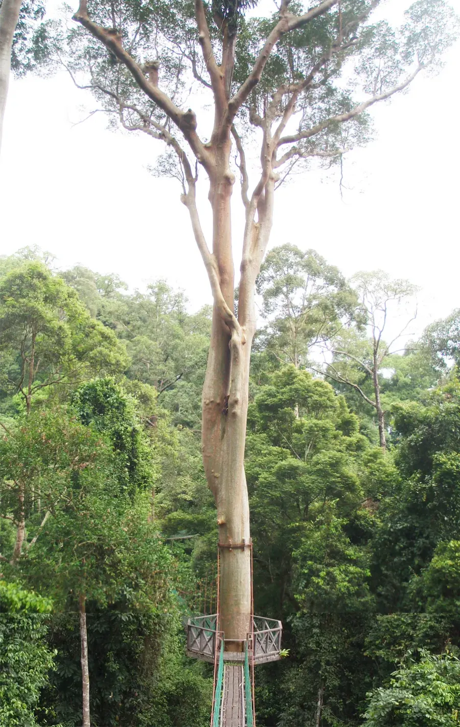 The Koompassia excelsa card