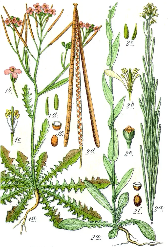The Turritis card