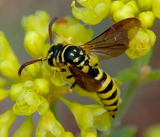 La carte Sapygidae