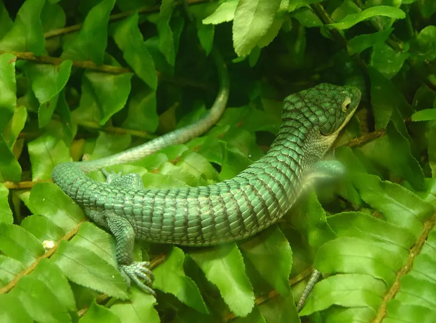 The Abronia card