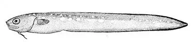 La carte Ophidiiformes