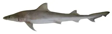 La carte Hemigaleidae