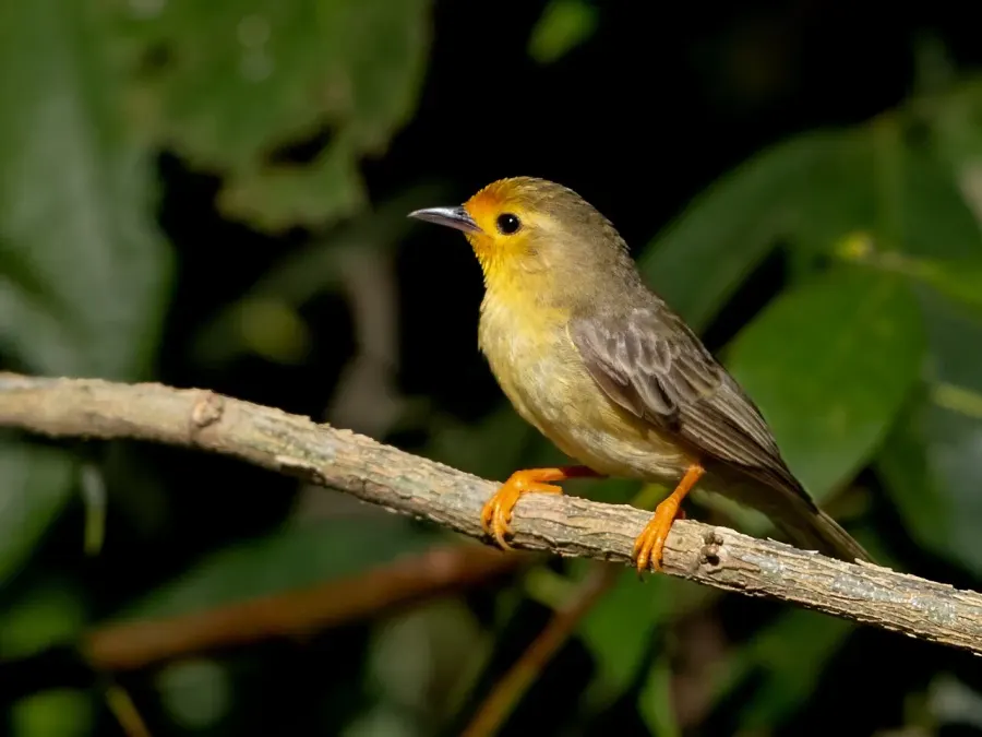 The Orange-fronted plushcrown card