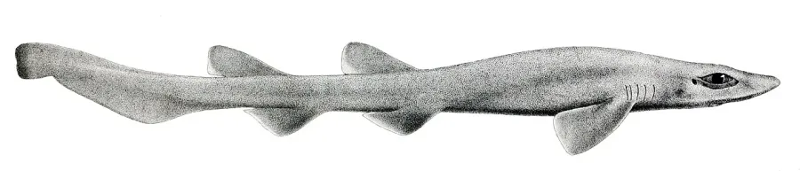 La carte Bythaelurus