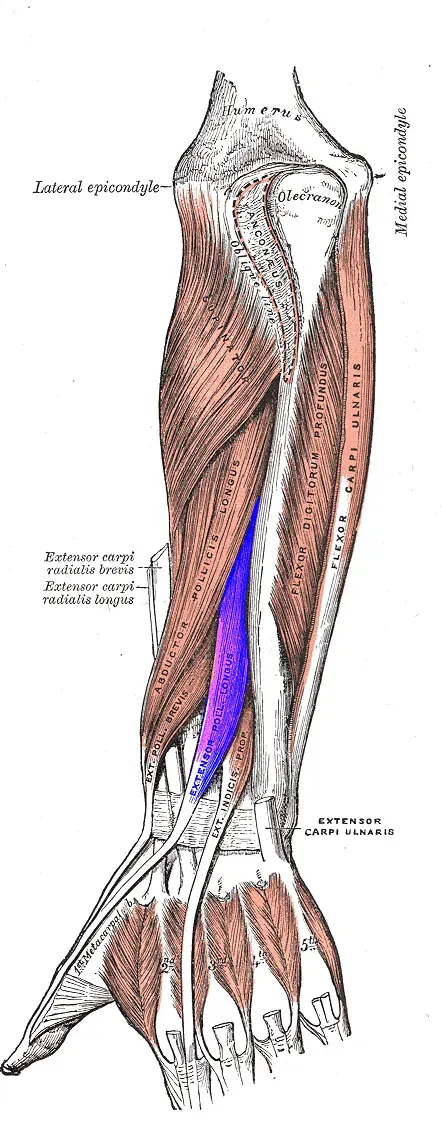 The Extensor pollicis longus muscle card